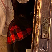 Bagherra is registered to the contest to win money with this photo: cat, black_cat, pet, animal, feline, scarf, plaid, red, black, doorway, door, door_hinge, indoors, home, cozy, peeking, shadow, portrait, close_up, playful