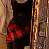 cat, black_cat, pet, animal, feline, scarf, plaid, red, black, doorway, door, door_hinge, indoors, home, cozy, peeking, shadow, portrait, close_up, playful