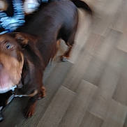 Albus participe au concours pour gagner de l'argent avec cette photo : animal, blurred, blurry, brown, canine, companion, dog, domestic_animal, floor, fur, household, indoor, indoor_lighting, looking_up, motion, motion_blur, movement, pet, tail, wooden_floor