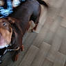 animal, blurred, blurry, brown, canine, companion, dog, domestic_animal, floor, fur, household, indoor, indoor_lighting, looking_up, motion, motion_blur, movement, pet, tail, wooden_floor