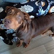 Albus participe au concours pour gagner de l'argent avec cette photo : dog, brown_dog, blurry, floor, wooden_floor, blanket, rick_and_morty, cartoon_pattern, clothing, pet, indoor, curious, looking_up, animal, canine, footwear, sock, red_sock, furniture, home