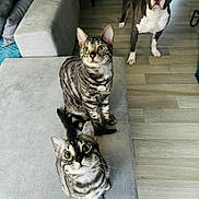 Torin Urielle a rejoint le concours — aidez-le/la à gagner de superbes lots ! alert, animal, cat, close_up, couch, curious, dog, domestic_animal, ears_up, flooring, furniture, indoor, living_room, looking_up, mammal, pet, tabby_cat, three_animals, whiskers, wooden_floor