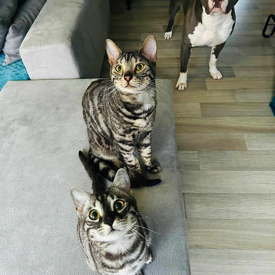 Torin Urielle a rejoint le concours — aidez-le/la à gagner de superbes lots ! alert, animal, cat, close_up, couch, curious, dog, domestic_animal, ears_up, flooring, furniture, indoor, living_room, looking_up, mammal, pet, tabby_cat, three_animals, whiskers, wooden_floor