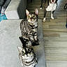 alert, animal, brown_dog, cat, companion, couch, curious, dog, domestic, flooring, furniture, indoor, living_room, looking_up, pet, tabby_cat, three_animals, two_cats, white_dog, wooden_floor