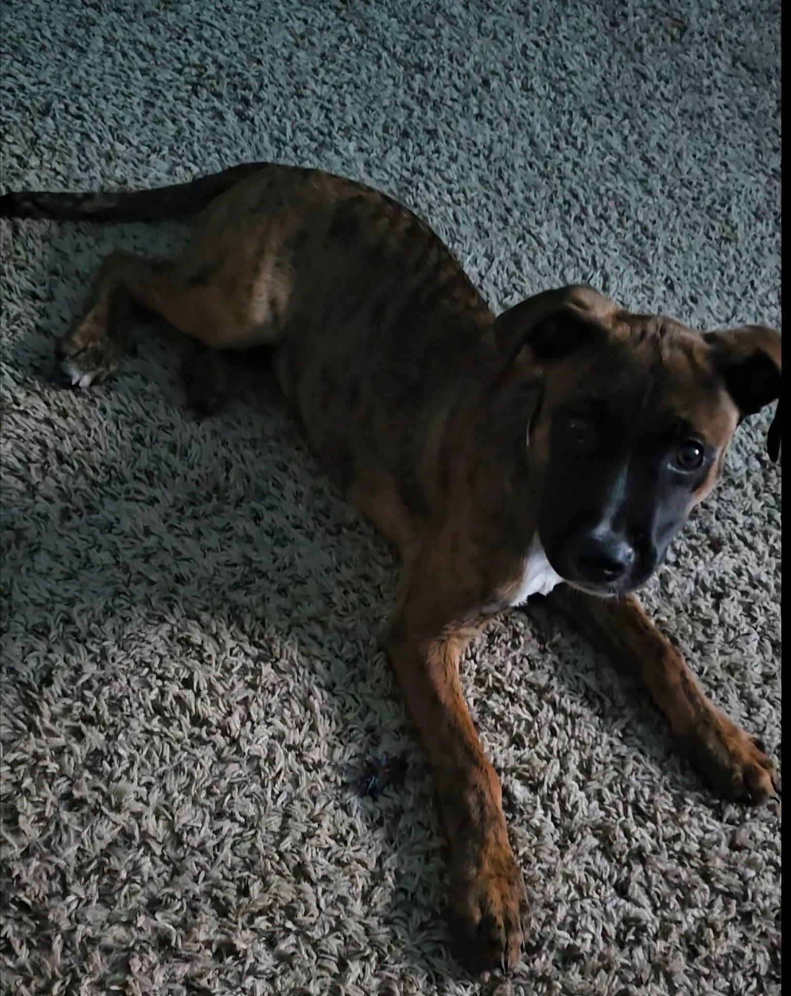 Bourbon joined the competition — help win amazing prizes! carnivore, collar, companion_dog, dog, dog_breed, flooring, guard_dog, hunting_dog, liver, non_sporting_group, road_surface, sporting_group, street_dog, tail, terrestrial_animal, working_animal, working_dog