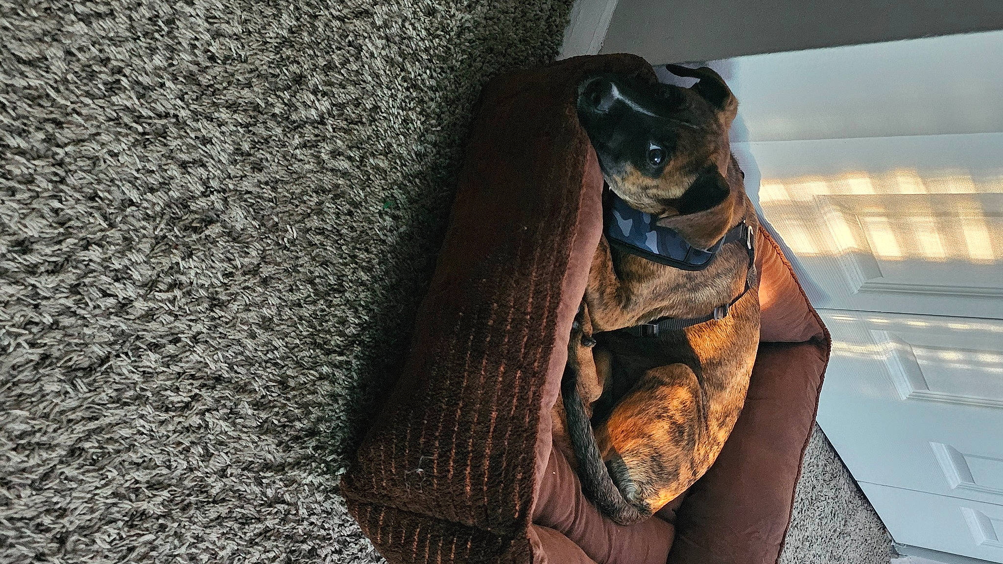 Bourbon is registered to the contest to win money with this photo: asphalt, carnivore, companion_dog, concrete, dog, dog_breed, fawn, flooring, fur, grey, guard_dog, metal, road_surface, shadow, snout, sporting_group, tail, wing, wood, working_animal