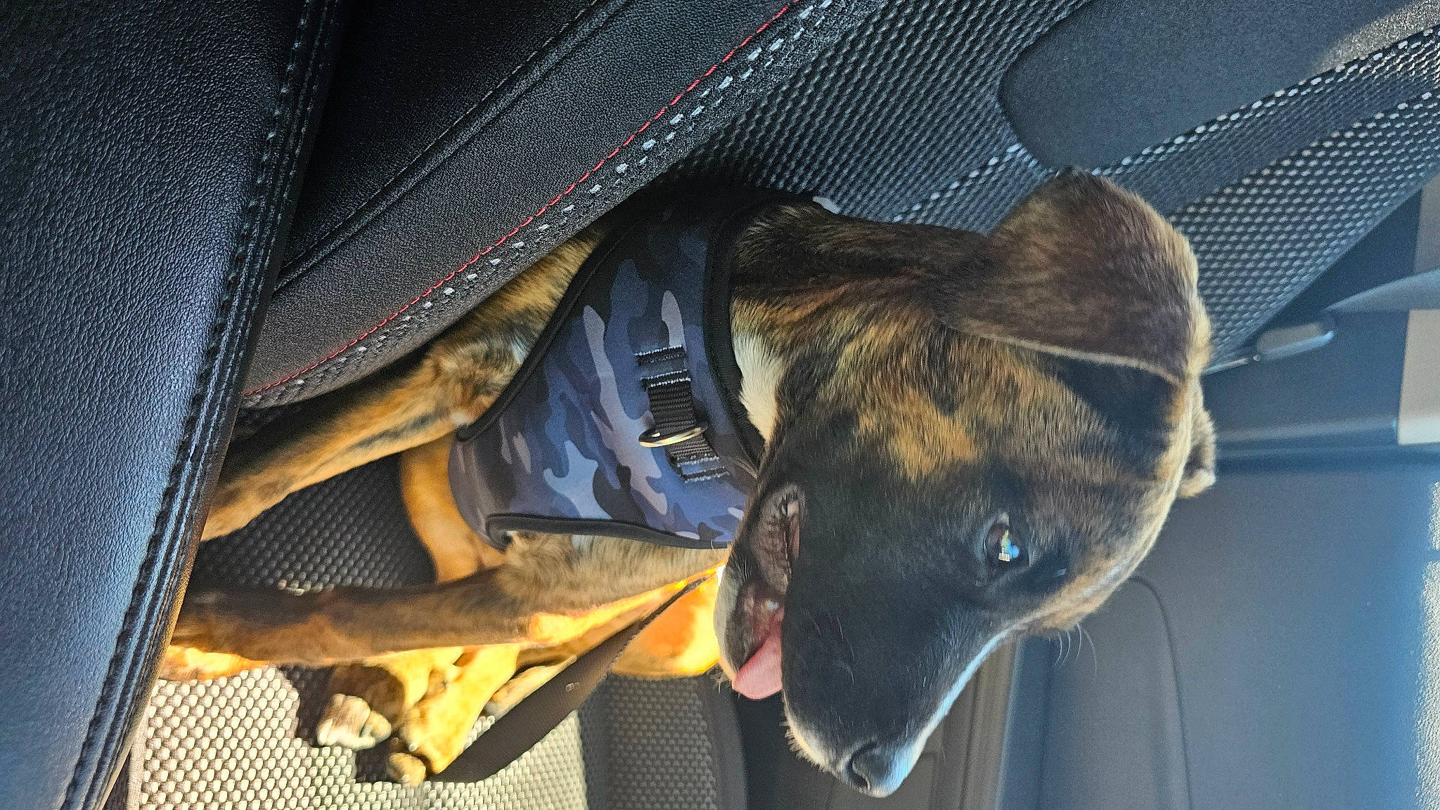 Bourbon is registered to the contest to win money with this photo: canidae, carnivore, collar, companion_dog, dog, dog_breed, fawn, fur, guard_dog, non_sporting_group, snout, sporting_group, terrestrial_animal, whiskers, working_animal