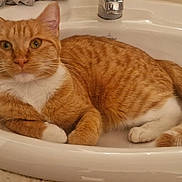 Unissa participe au concours pour gagner de l'argent avec cette photo : abyssinian, animal, art, basin, bathing, bathtub, cat, hardwood, kitten, manx, person, pet, porcelain, pottery, sink, sinkfaucet, stainedwood, tap, tub, wood