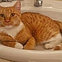abyssinian, animal, art, basin, bathing, bathtub, cat, hardwood, kitten, manx, person, pet, porcelain, pottery, sink, sinkfaucet, stainedwood, tap, tub, wood
