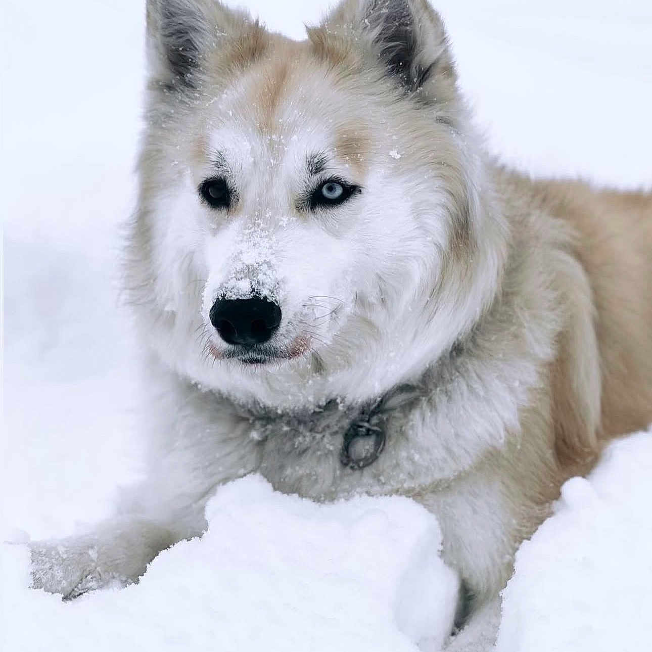Frost joined the competition — help win amazing prizes! dog, husky, snow, winter, animal, outdoor, fur, portrait, canine, cold, nature, pet, mammal, eyes, face, lying_down, white, fluffy, cute, frozen