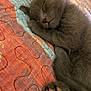 kitten, sleeping, gray_fur, paw, pink_pads, quilt, textile, colorful, close_up, pet, animal, resting, cute, feline, soft, cozy, indoor, fur, nap, peaceful