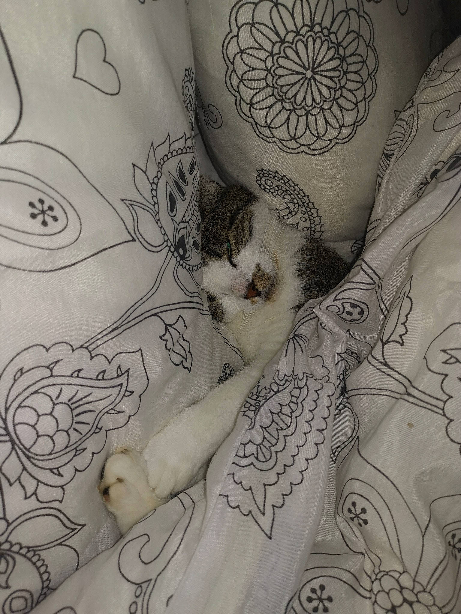 Pirate participe au concours pour gagner de l'argent avec cette photo : carnivore, cat, domestic_short_haired_cat, drawing, felidae, fur, linens, pattern, small_to_medium_sized_cats, tail, vertebrate, visual_arts, whiskers