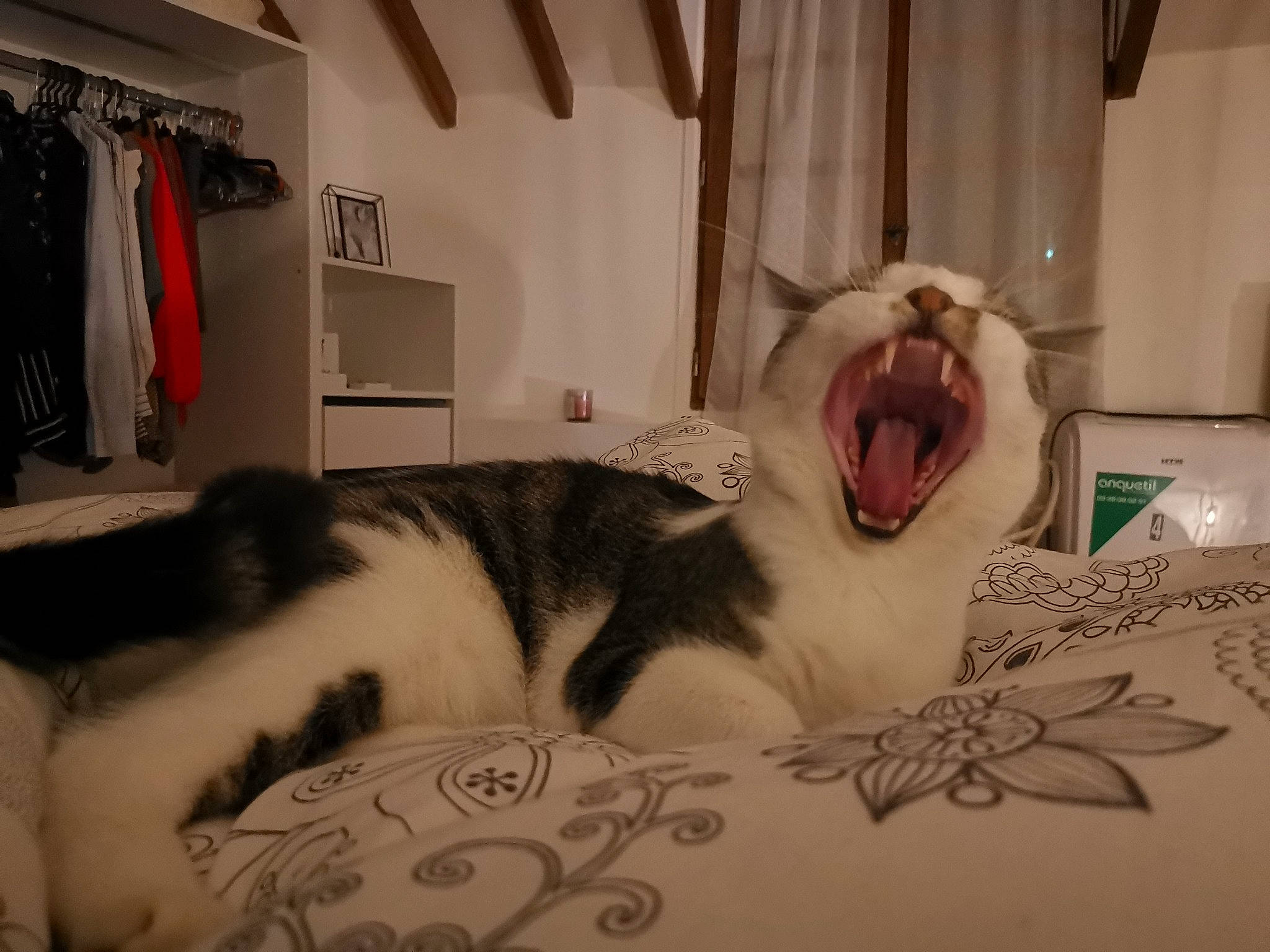 Pirate participe au concours pour gagner de l'argent avec cette photo : carnivore, cat, closet, clothes_hanger, facial_expression, fang, felidae, fur, interior_design, jaw, roar, room, small_to_medium_sized_cats, snout, tongue, tooth, vertebrate, whiskers, yawn