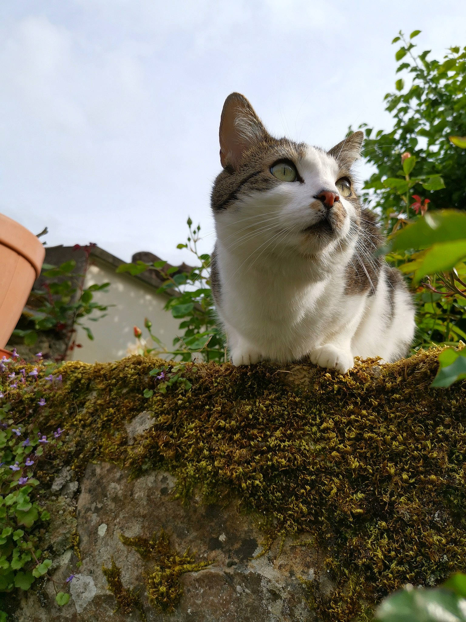 Pirate participe au concours pour gagner de l'argent avec cette photo : carnivore, cat, domestic_short_haired_cat, felidae, fur, moss, non_vascular_land_plant, small_to_medium_sized_cats, snout, stone_wall, whiskers