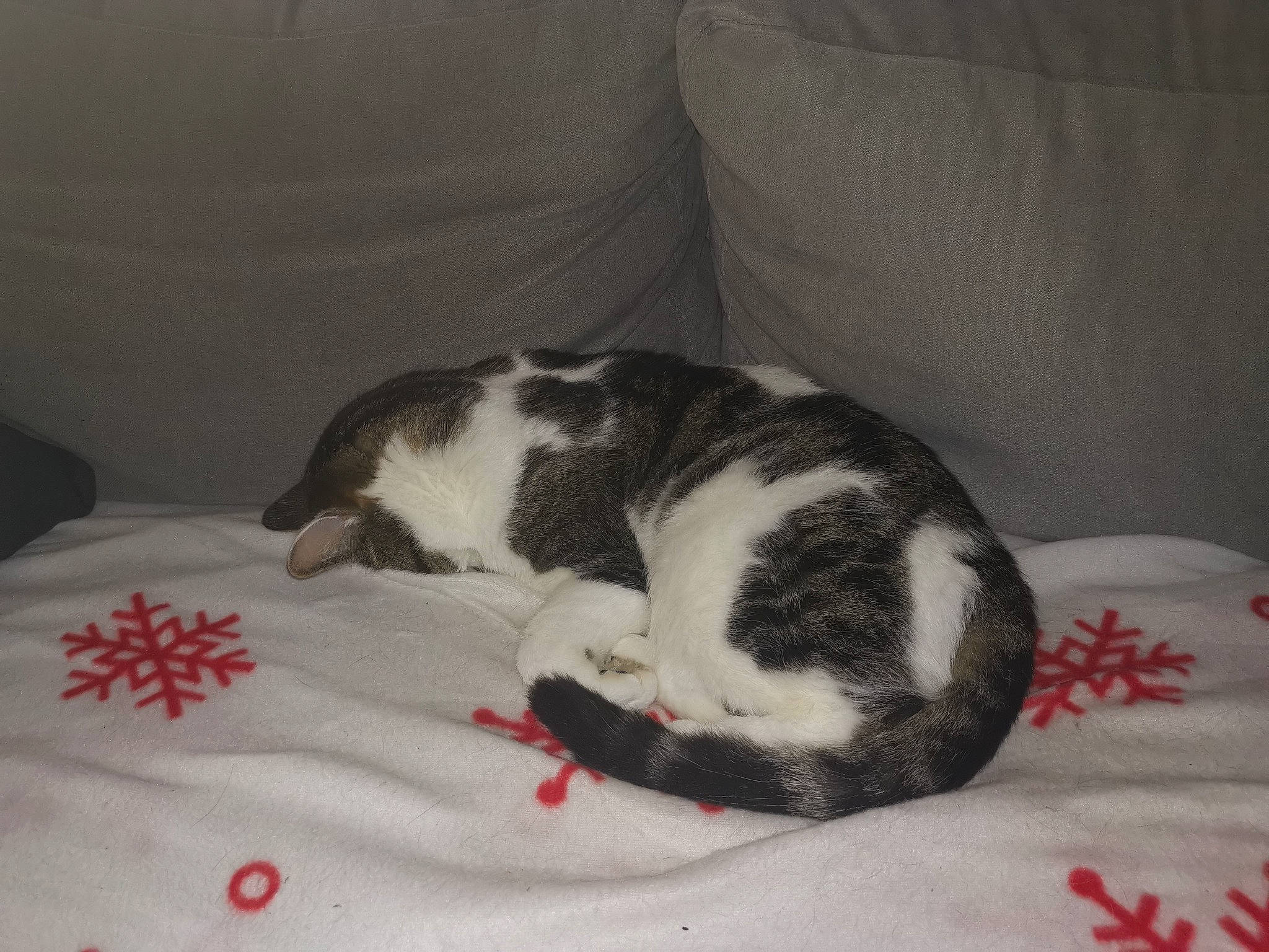 Pirate participe au concours pour gagner de l'argent avec cette photo : carmine, carnivore, cat, comfort, couch, domestic_short_haired_cat, felidae, fur, linens, mammal, nap, sleep, slipcover, small_to_medium_sized_cats, snout, tail, terrestrial_animal, vertebrate, whiskers