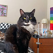 Scar joined the competition — help win amazing prizes! bed, black_and_white, blanket, cat, checkered_pattern, curious, cute, decor, domestic_cat, dressing_table, fur, furniture, indoor, lamp, paws, pet, rainbow_flag, sitting, whiskers, yellow_eyes