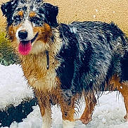 Umie participe au concours pour gagner de l'argent avec cette photo : animal, background_wall, canine, closeup, collar, dog, fur, happy, mammal, nature, outdoor, pet, playful, smiling, snow, standing, texture, tongue_out, wet_fur, winter