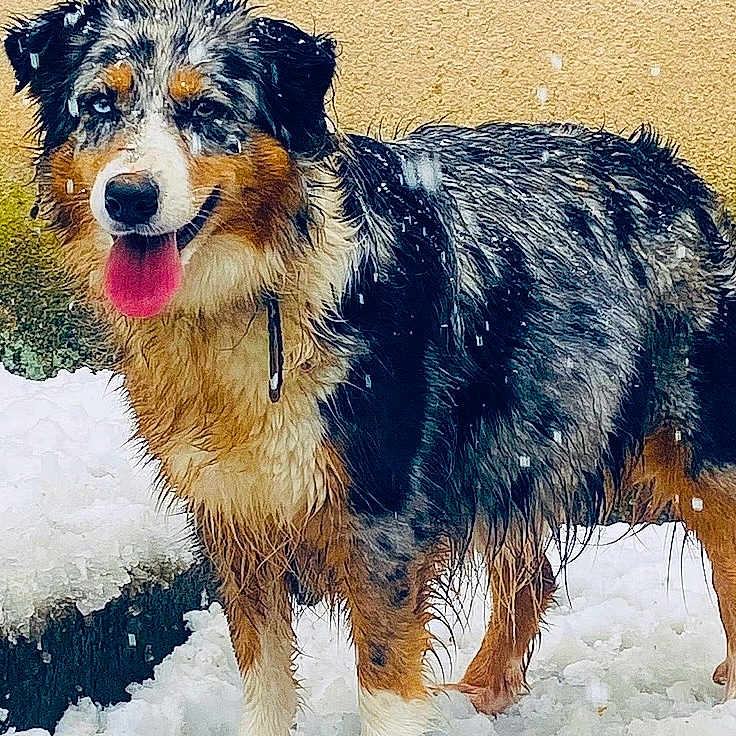 Umie participe au concours pour gagner de l'argent avec cette photo : animal, background_wall, canine, closeup, collar, dog, fur, happy, mammal, nature, outdoor, pet, playful, smiling, snow, standing, texture, tongue_out, wet_fur, winter