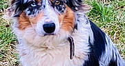 Umie a rejoint le concours — aidez-le/la à gagner de superbes lots ! alert, animal, australian_shepherd, blue_eye, brown_eye, canine, collar, cute, dog, ears, fur, grass, heterochromia, mammal, merle_coat, nature, outdoor, pet, portrait, sitting