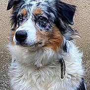 Umie a rejoint le concours — aidez-le/la à gagner de superbes lots ! dog, australian_shepherd, heterochromia, fluffy_fur, collar, feather, portrait, outdoor, animal, pet, brown, white, black, fur, ears, side_view, wall, texture, closeup, canine