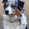 dog, australian_shepherd, heterochromia, fluffy_fur, collar, feather, portrait, outdoor, animal, pet, brown, white, black, fur, ears, side_view, wall, texture, closeup, canine