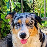 Umie a rejoint le concours — aidez-le/la à gagner de superbes lots ! animal, australian_shepherd, blue_eye, brown_eye, canine, closeup, dog, fence, friendly, fur, grass, greenery, happy, heterochromia, nature, outdoor, pet, portrait, sunlight, tongue_out