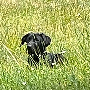 Zoey is registered to the contest to win money with this photo: animal, background, black_dog, blur, canine, daylight, dog, environment, field, grass, greenery, nature, outdoor, pet, plant, resting, sitting, summer, unfocused, wildflowers