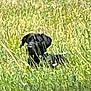 animal, background, black_dog, blur, canine, daylight, dog, environment, field, grass, greenery, nature, outdoor, pet, plant, resting, sitting, summer, unfocused, wildflowers
