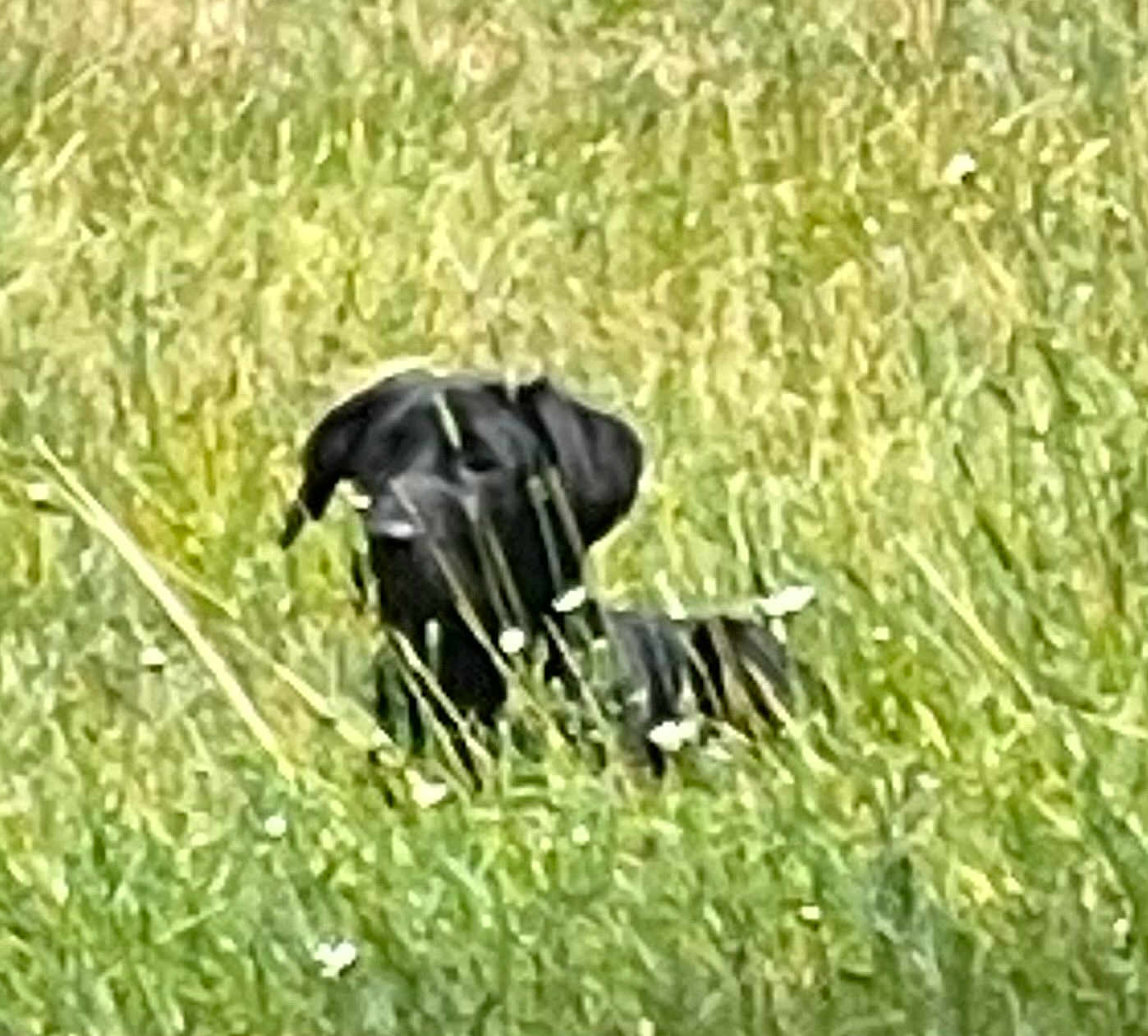 Zoey