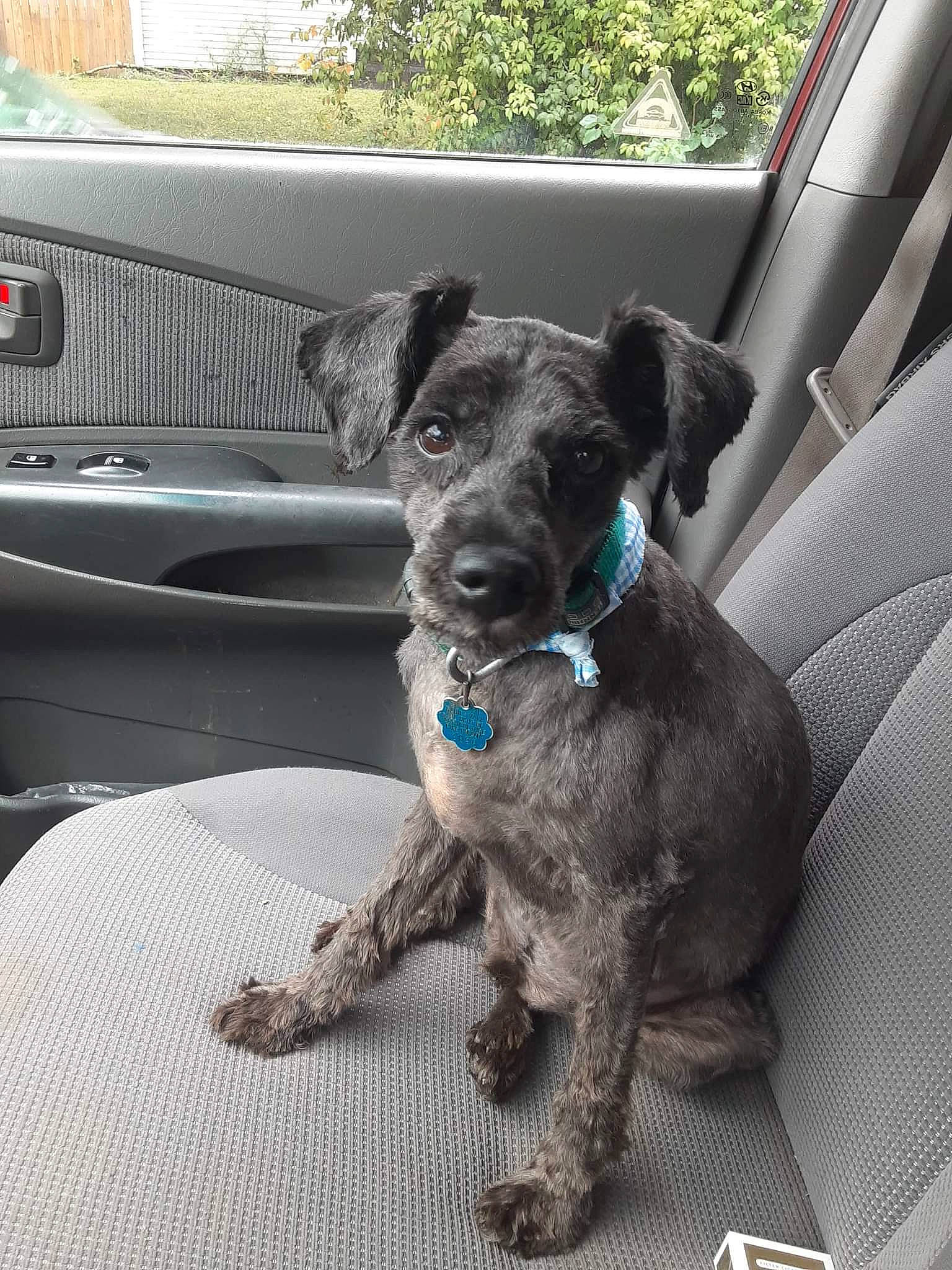 Oreo is registered to the contest to win money with this photo: auto_part, automotive_exterior, car, carnivore, collar, companion_dog, dog, dog_breed, dog_collar, family_car, fawn, glass, hood, motor_vehicle, snout, sporting_group, vehicle, vehicle_door, windshield, working_animal