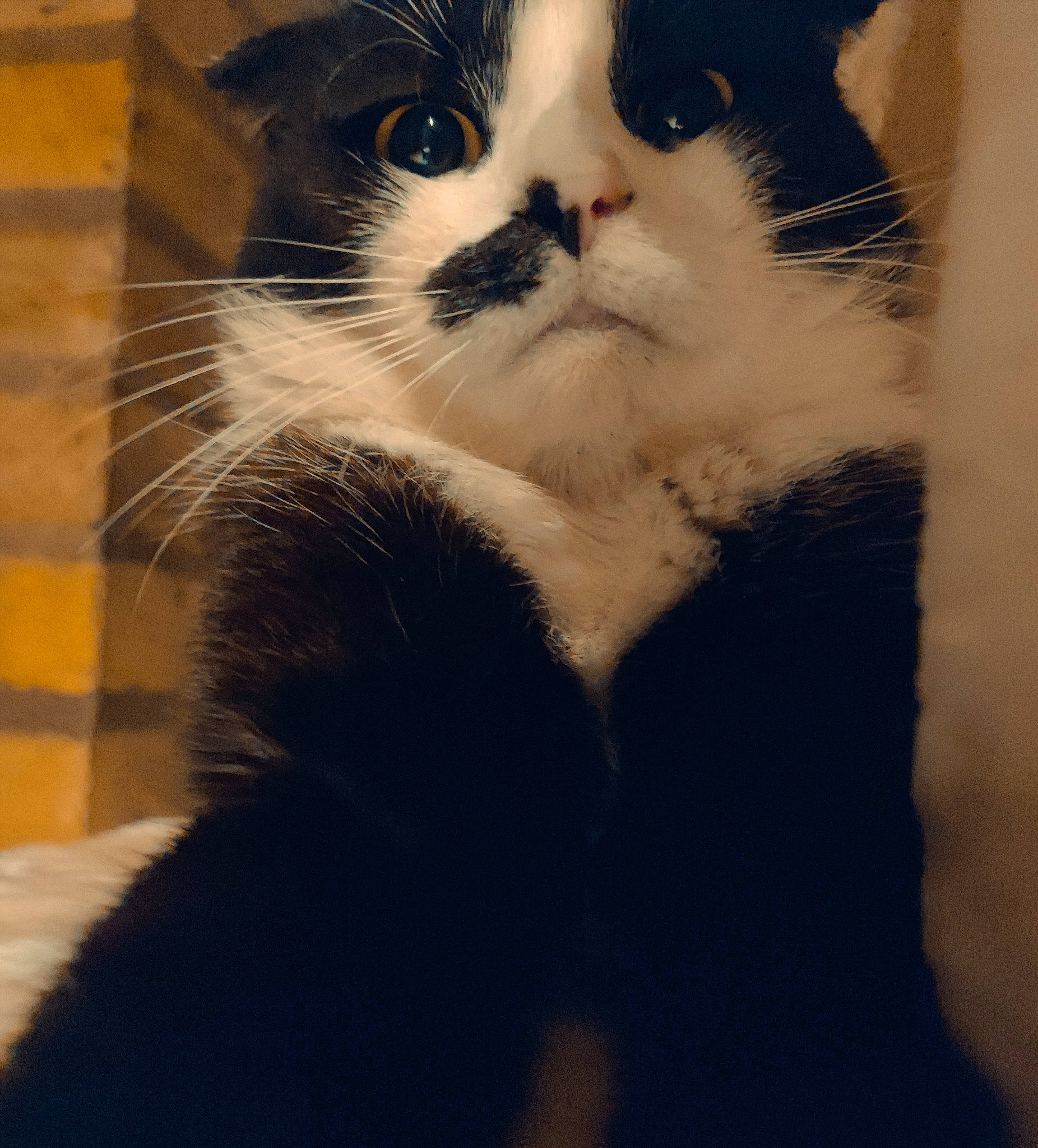 Topaz participe au concours pour gagner de l'argent avec cette photo : carnivore, cat, claw, comfort, domestic_short_haired_cat, felidae, foot, fur, gesture, human_leg, love, paw, shadow, small_to_medium_sized_cats, snout, tail, terrestrial_animal, tints_and_shades, whiskers