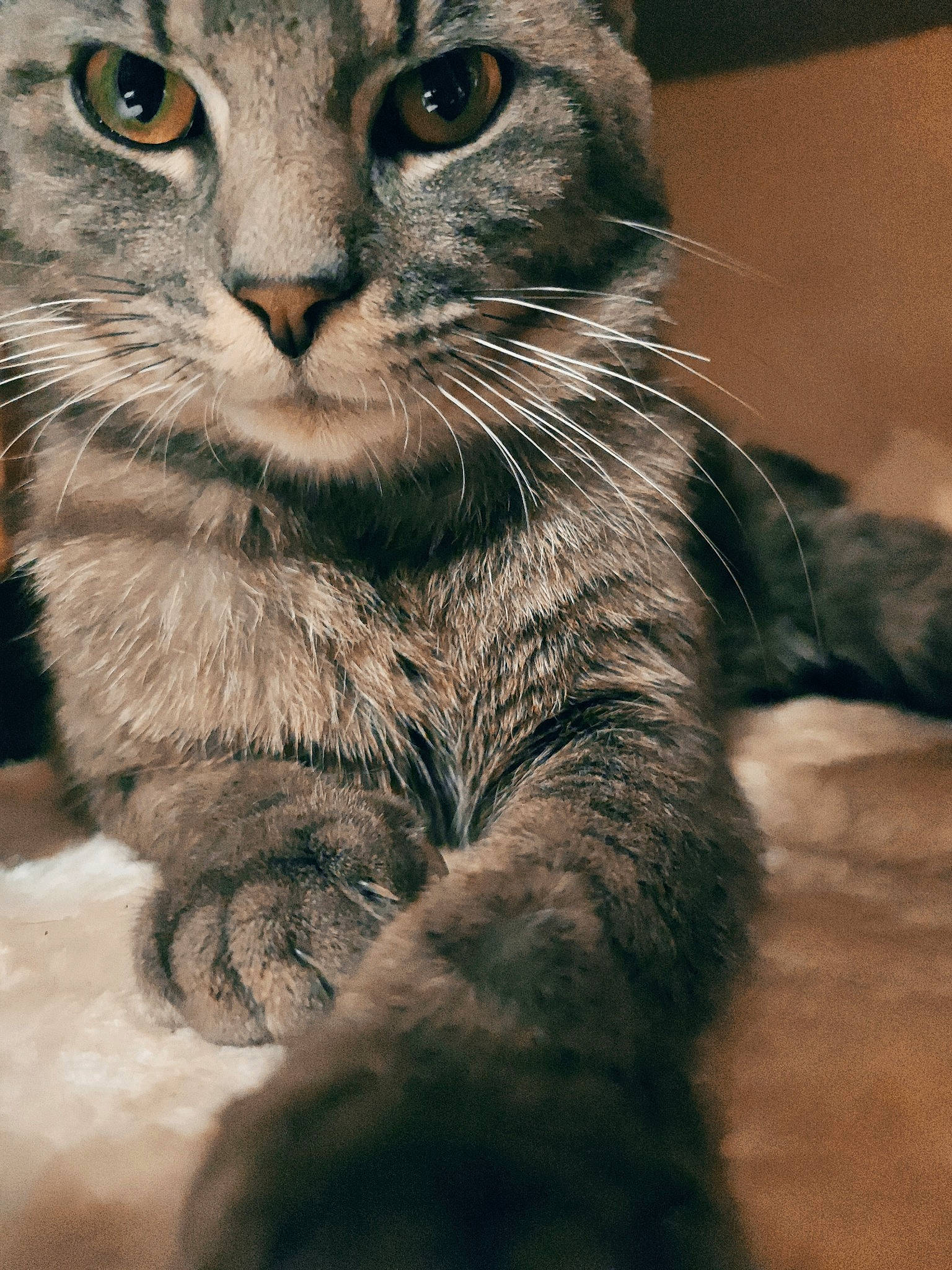 Tena participe au concours pour gagner de l'argent avec cette photo : carnivore, cat, claw, domestic_short_haired_cat, felidae, fur, grey, iris, monochrome, monochrome_photography, paw, small_to_medium_sized_cats, snout, tail, terrestrial_animal, whiskers, wildlife, window