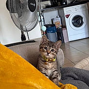 Loly a rejoint le concours — aidez-le/la à gagner de superbes lots ! appliance, bell, blanket, cat, couch, cozy, curious, domestic, fan, fur, furniture, home, indoor, kitchen, kitten, pet, small_animal, tile_floor, washing_machine, yellow_collar