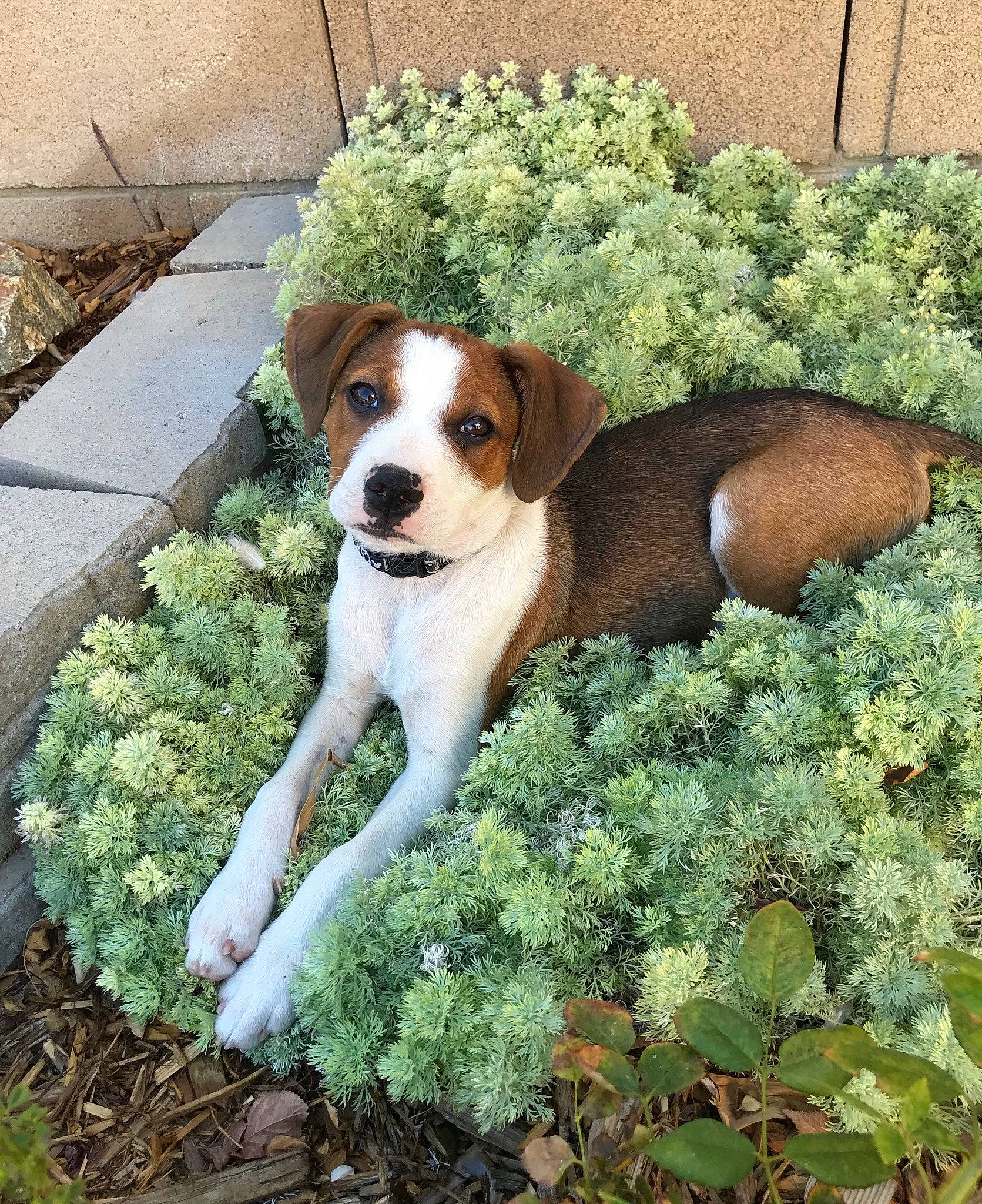 Ollie is registered to the contest to win money with this photo: american_foxhound, beagle, beaglier, canidae, carnivore, companion_dog, coonhound, dog, dog_breed, estonian_hound, finnish_hound, harrier, mammal, pocket_beagle, puppy, rare_breed_dog, serbian_tricolour_hound, sporting_group, treeing_walker_coonhound, vertebrate