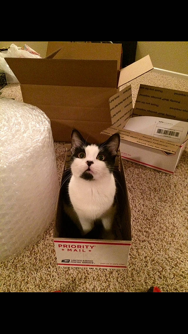 Cake is registered to the contest to win money with this photo: box, cardboard, carnivore, carton, cat, cat_supply, domestic_short_haired_cat, felidae, kitten, packaging_and_labeling, photo_caption, small_to_medium_sized_cats, whiskers