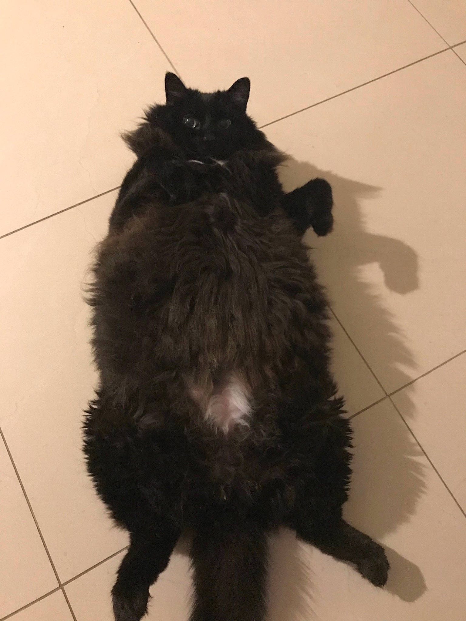 Binka joined the competition — help win amazing prizes! asian_semi_longhair, black, black_cat, bombay, carnivore, cat, claw, cymric, domestic_long_haired_cat, domestic_short_haired_cat, felidae, fur, kurilian_bobtail, mammal, small_to_medium_sized_cats, snout, tail, whiskers