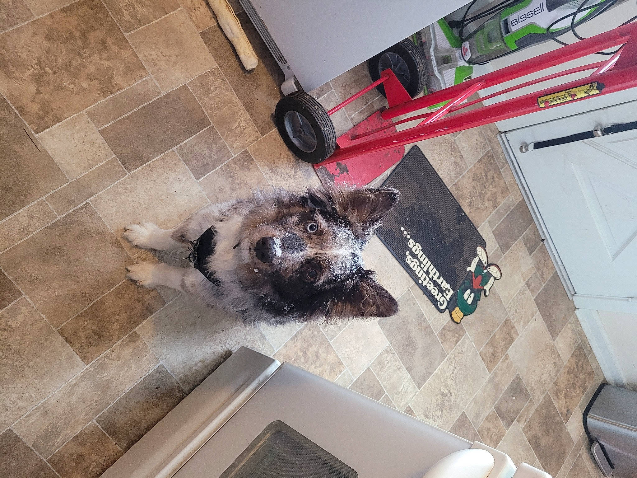 Atlas joined the competition — help win amazing prizes! carnivore, companion_dog, dog, dog_breed, felidae, floor, flooring, fur, hardwood, interior_design, laminate_flooring, room, small_to_medium_sized_cats, snout, sporting_group, tableware, tail, tile, wood, working_animal