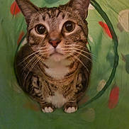 Tristan is registered to the contest to win money with this photo: animal, cat, closeup, curious, cute, domestic, ears, feline, fur, green, indoor, looking_up, mammal, paws, pet, playful, sitting, tabby, tunnel, whiskers