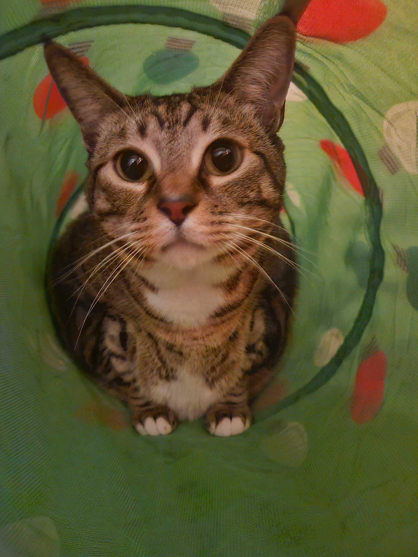 Tristan