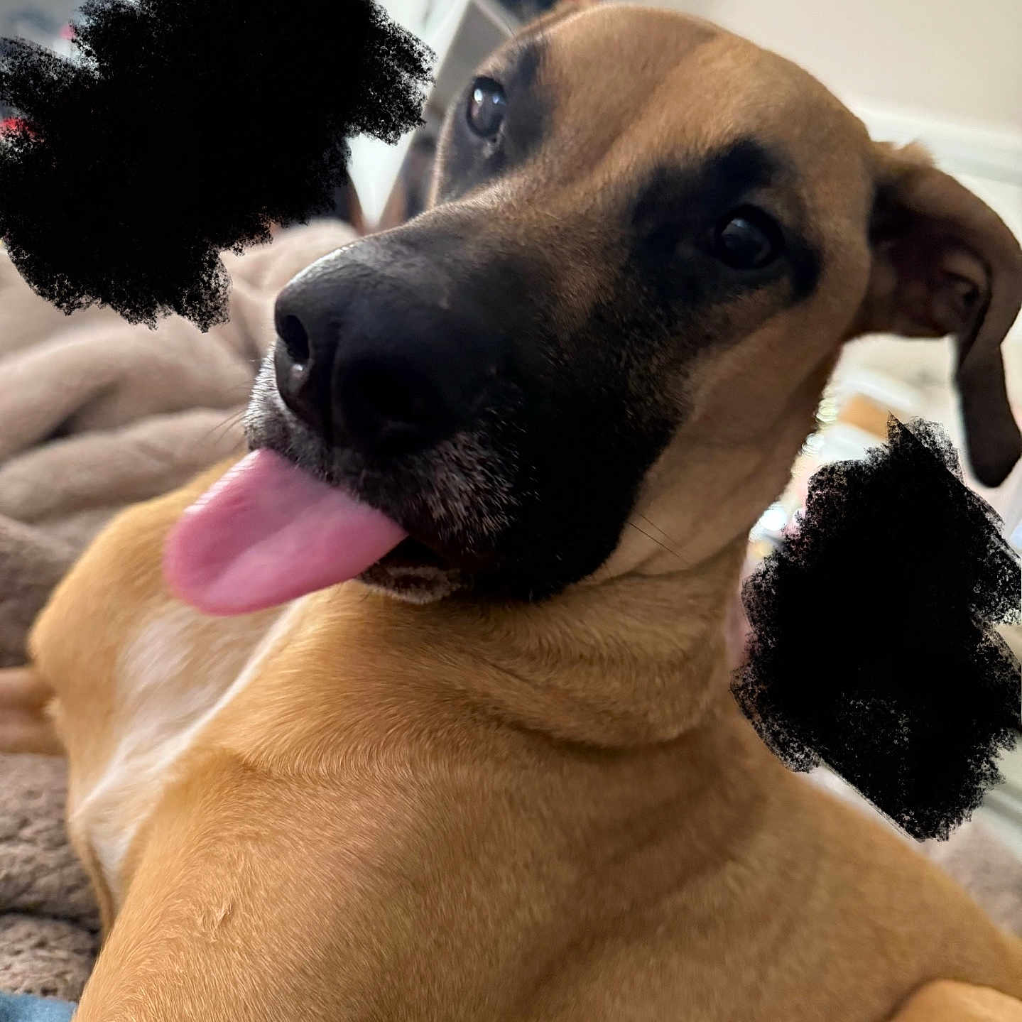 Max joined the competition — help win amazing prizes! animal, bodypart, boxer, bulldog, canine, clothing, dog, face, finger, glove, greatdane, hand, hound, labradorretriever, mouth, person, pet, puppy, snout, tongue