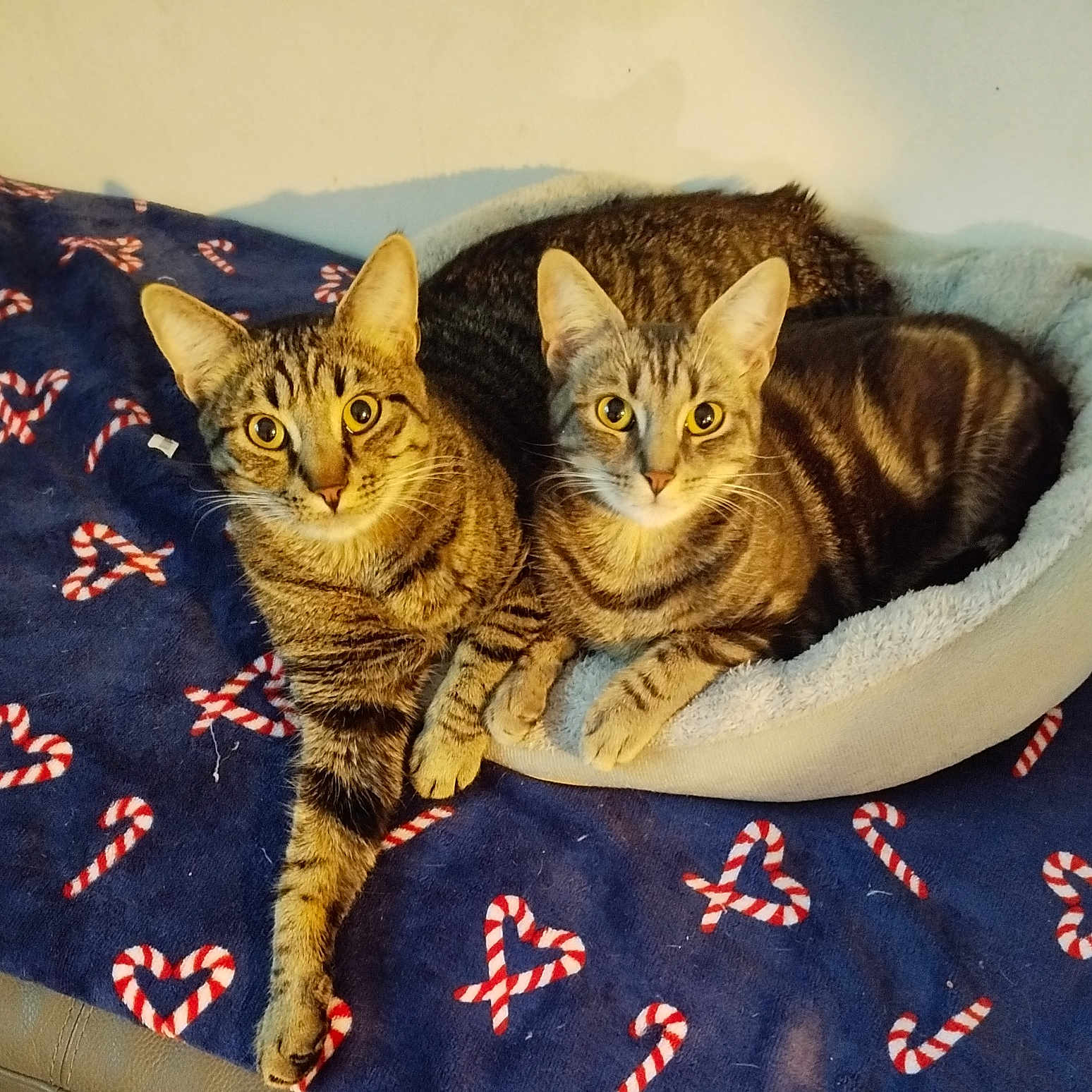 Sally Et Kirua a rejoint le concours — aidez-le/la à gagner de superbes lots ! abyssinian, animal, bed, bedroom, blanket, cat, chair, couch, cushion, egyptiancat, furniture, homedecor, indoors, kitten, manx, person, pet, quilt, sleeping, velvet