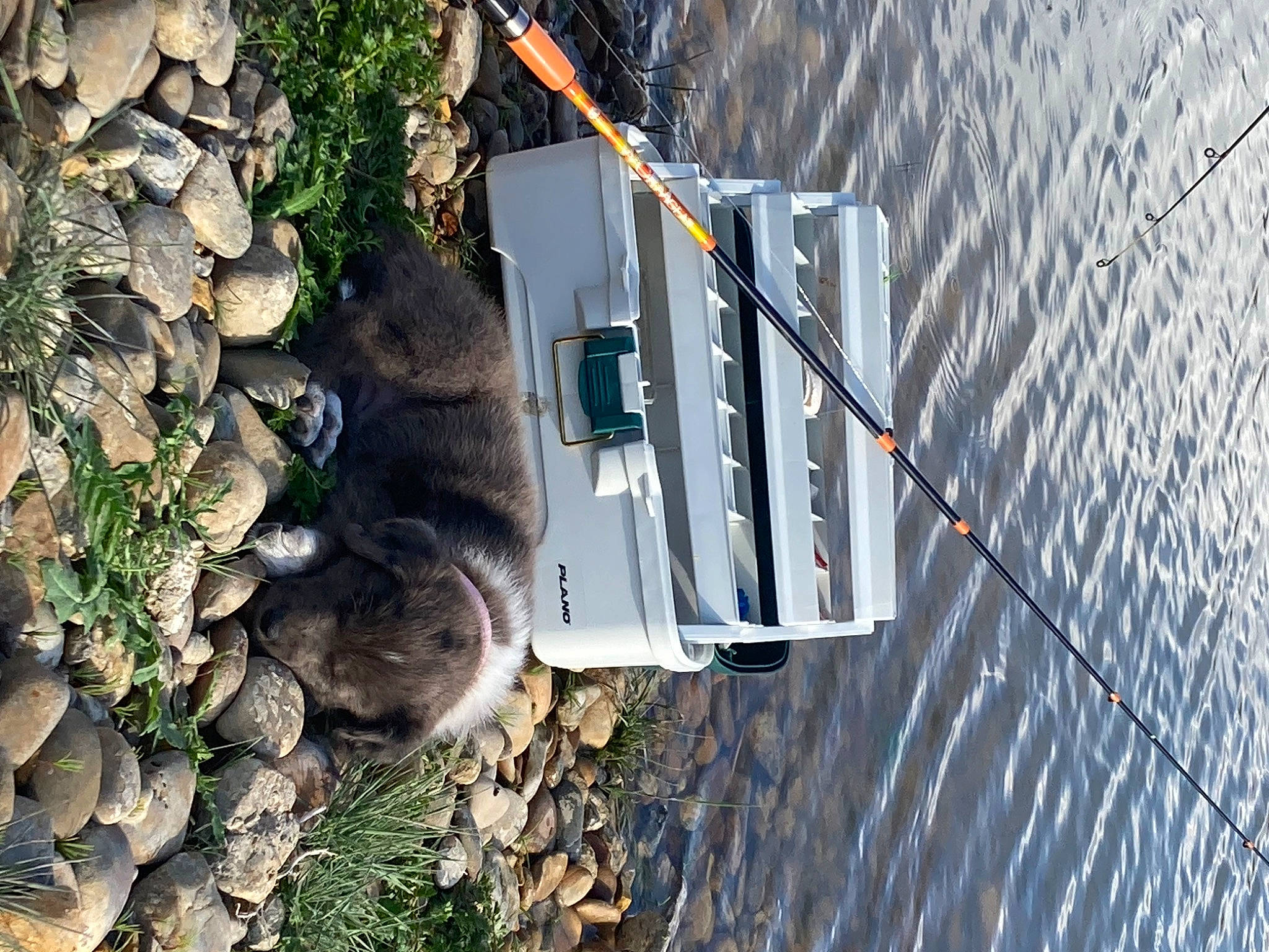 Dottie is registered to the contest to win money with this photo: bedrock, boat, groundcover, landscape, plant, public_utility, road_surface, rock, slope, soil, sporting_group, tree, vehicle, water, wood, working_animal