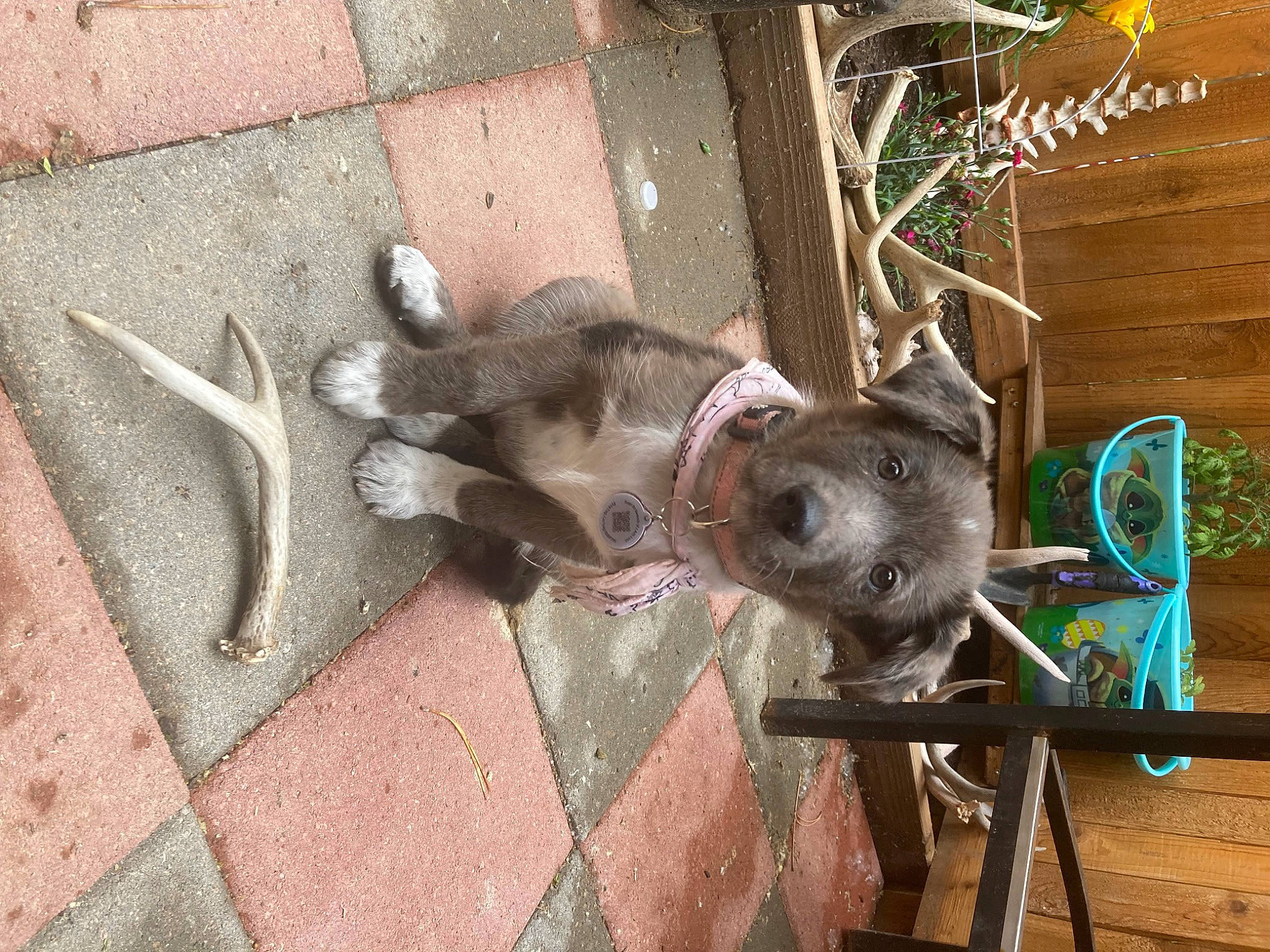 Dottie is registered to the contest to win money with this photo: automotive_wheel_system, brick, canidae, carnivore, dog_breed, fawn, fur, mammal, metal, plant, small_to_medium_sized_cats, snout, sporting_group, tail, whiskers, wildlife, wood, working_animal