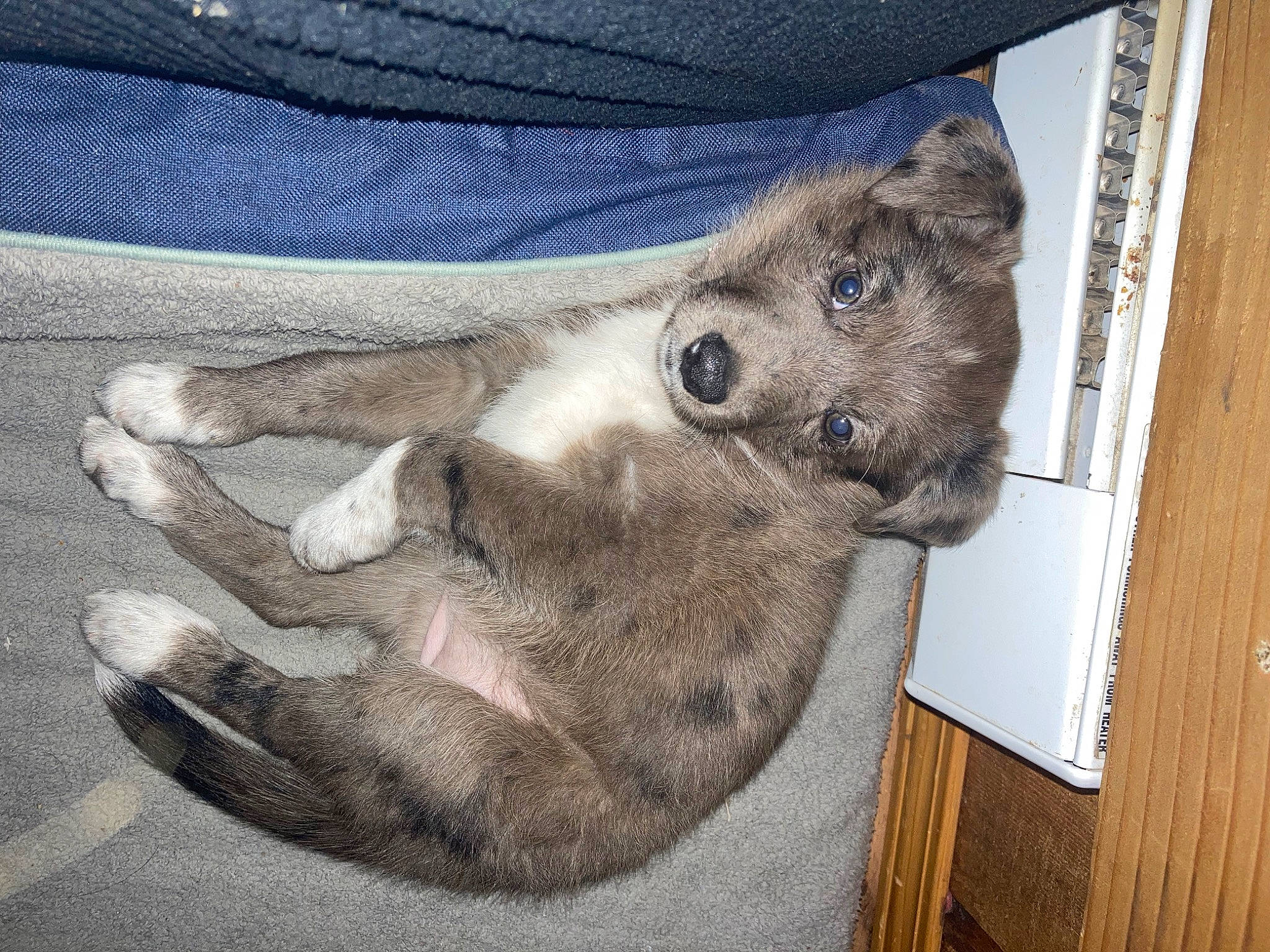 Dottie joined the competition — help win amazing prizes! art, carnivore, comfort, companion_dog, denim, dog, dog_breed, drawing, felidae, fur, grey, linens, painting, paw, sleeve, small_to_medium_sized_cats, visual_arts, whiskers, wood, working_animal