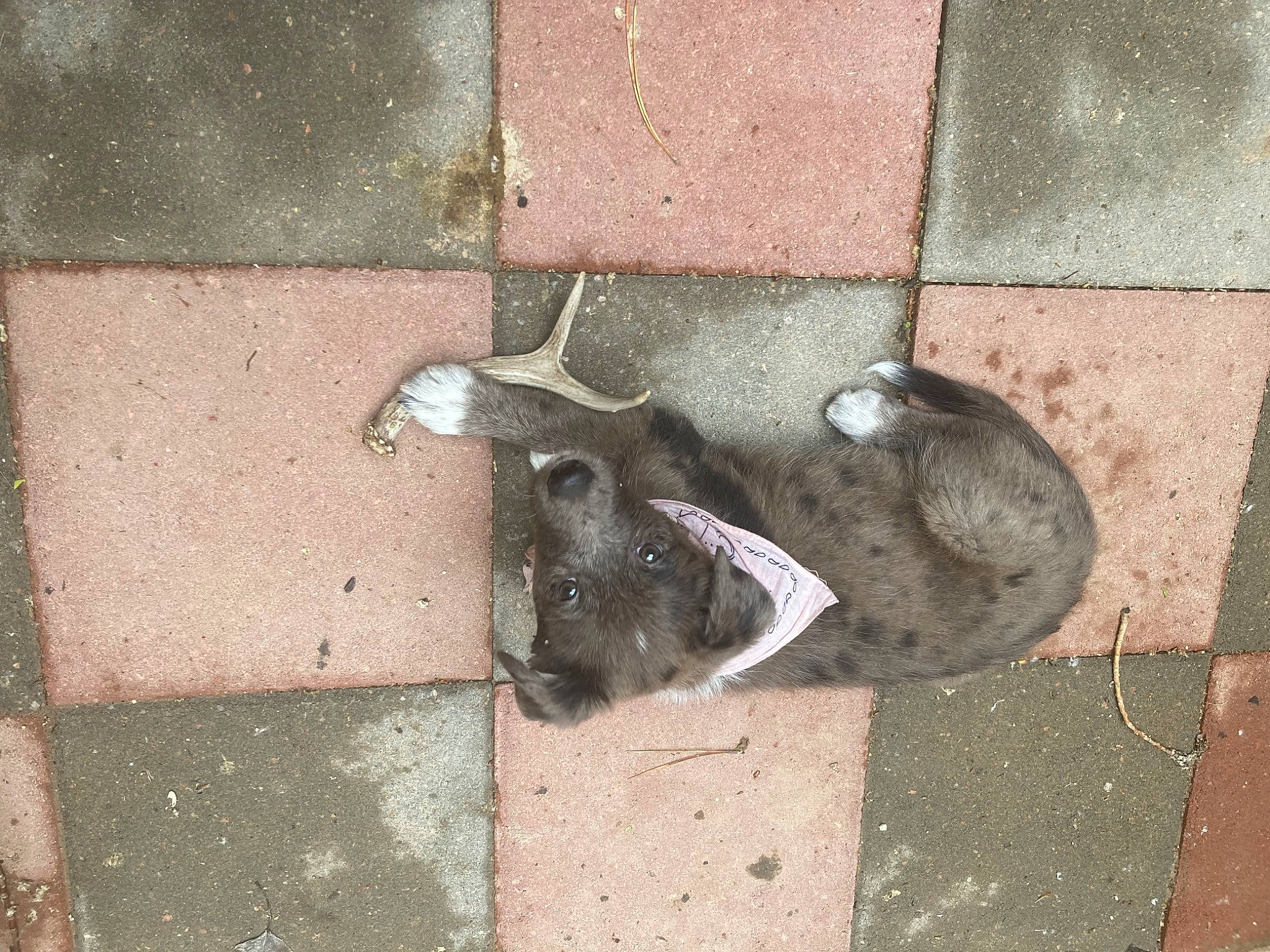 Dottie joined the competition — help win amazing prizes! asphalt, brick, brickwork, canidae, carmine, concrete, floor, flooring, foot, grey, human_leg, metal, road_surface, sidewalk, snout, soil, sporting_group, terrestrial_animal, wood, working_animal
