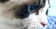 Wubington Charles is registered to the contest to win money with this photo: animal, blue_eye, cat, close_up, colorful_background, cute, detailed, domestic, face, feline, focused, fur, indoor, mammal, natural_light, pet, portrait, profile, soft, whiskers