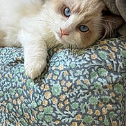 Wubington Charles is registered to the contest to win money with this photo: animal, blue_eyes, cat, close_up, cozy, cream_fur, cute, domestic, fluffy, indoor, lying_down, patterned_fabric, paw, pet, pillow, relaxed, resting, soft_texture, whiskers, white_fur