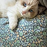 animal, blue_eyes, cat, close_up, cozy, cream_fur, cute, domestic, fluffy, indoor, lying_down, patterned_fabric, paw, pet, pillow, relaxed, resting, soft_texture, whiskers, white_fur