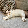 Wubington Charles is registered to the contest to win money with this photo: animal, brown_color, cat, couch, cozy, cream_color, cute, decorative_pillow, feline, fluffy, furniture, home, indoor, napping, pet, pillow, relaxed, resting, sleeping, soft_texture