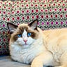 Wubington Charles joined the competition — help win amazing prizes! animal, blue_eyes, cat, close_up, cozy, cushion, domestic_cat, feline, fluffy, fur, indoor, laying_down, patterned_cushion, pet, pink_nose, portrait, ragdoll, relaxed, sofa, whiskers